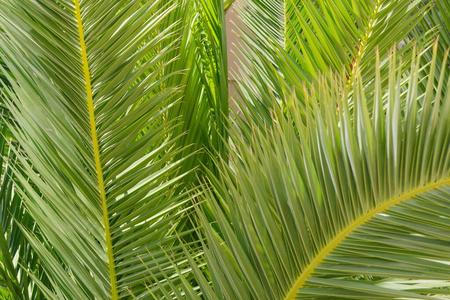 颜色 条纹 摄影 生长 热带 春天 自然 季节 树叶 植物