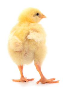 可爱的 小鸡 演播室 复活节 羽毛 家禽 宝贝 动物 母鸡
