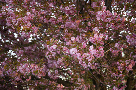 木材 樱桃 植物学 日本人 植物 花园 开花 美女 美丽的