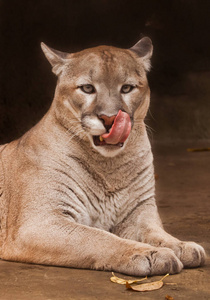 危险的 猫科动物 蒙大拿 墨西哥 木材 捕食者 山猫 岩石