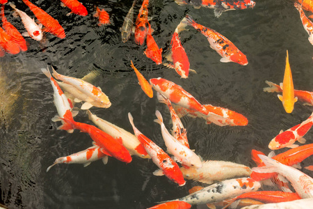 日本鲤鱼.红,橙,白三色的鱼在水里游泳.照片