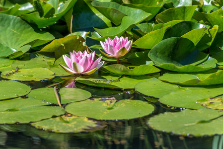 亚洲 自然 植物区系 环境 特写镜头 公园 池塘 粉红色