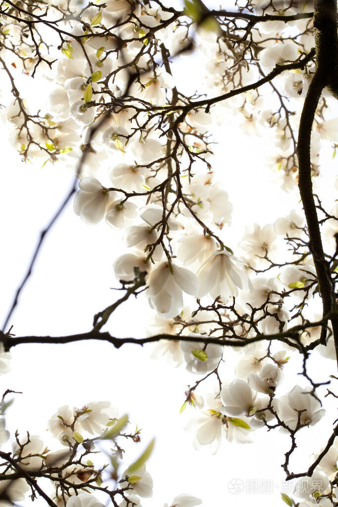 木兰树枝上开着白玉兰花
