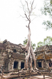 丛林 旅行 亚洲 历史 建筑 柬埔寨 目的地 西姆 文明