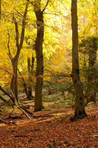 a golden sunny beech wood vertical format in the Autumn 