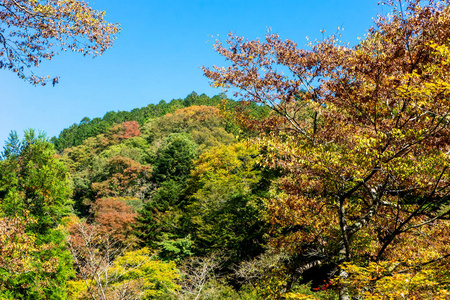 树叶 自然 枫树 旅行 夏天 阴影 日本人 森林 花园 美丽的