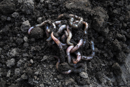 蚯蚓土图片