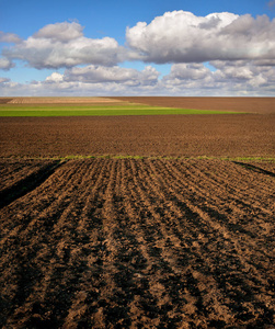 大麦 生长 边境 成长 土地 幼苗 农场 粮食 农事 法律