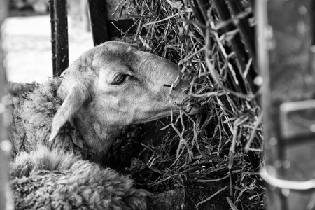 小孩 乡村 农场 颜色 羊毛 新的 牧场 羔羊 兽群 春天