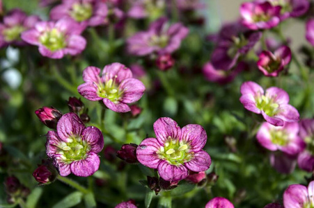 植物 自然 虎耳草 花园 粉红色 花的 植物区系 开花 春天