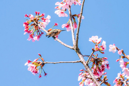 旅行 花的 特写镜头 哼唱 节日 樱桃 公园 季节 花园