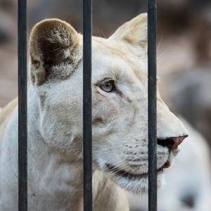 狮子座 国王 面对 打猎 猫科动物 游猎 狮子 自由 眼睛