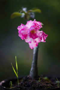 植物区系 粉红色 花的 沙漠玫瑰 盛开 自然 背光 开花