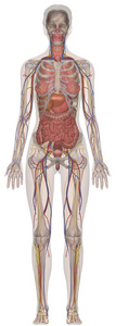 解剖 海报 器官 人类 插图 肝脏 医学 肌肉 系统 教育