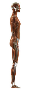 插图 生物学 肌肉 健康 健身 韧带 身体 解剖学 解剖