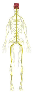 神经 人类 科学 三维 解剖 生物学 插图 系统 女人