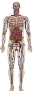 成人 器官 健康 人类 身体 科学 医学 生物学 系统 解剖