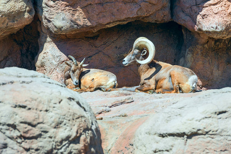 野生动物 美国 沙漠 母羊 形成 悬崖 自然 假期 亚利桑那州