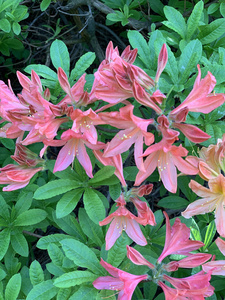 杜鹃花 植物学 自然 夏天 紫色 季节 紫罗兰 春天 公园