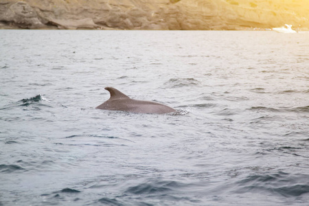 游泳 生活 海豚 海洋 脚蹼 鲸目动物 乐趣 鲸鱼 鼻子
