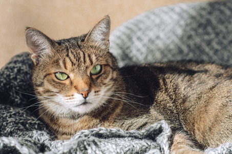 可爱的 小猫 毯子 软的 颜色 斑猫 猫科动物 宠物 肖像