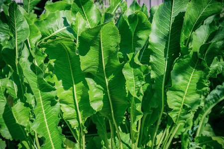 药房 军械库 植物区系 叶状 花园 农场 植物 自然 纹理