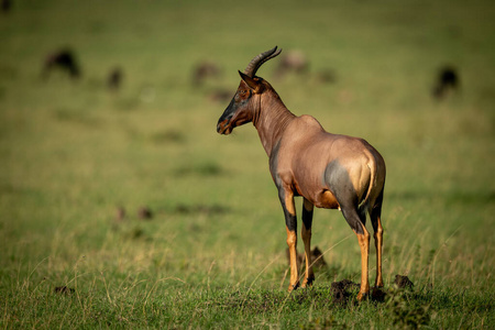 游猎 坦桑尼亚 外部 动物 旅行 站立 野生动物 非洲 稀树草原
