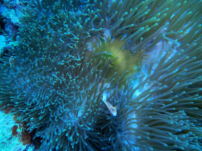 珊瑚 水下 热带 潜水 自然 动物 银莲花 世界 海洋