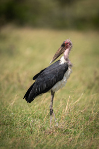动物 外部 旅行 大草原 坦桑尼亚 非洲 自然 日光 塞伦盖蒂