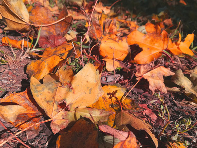 植物 纹理 自然 秋天 地面 树叶 季节 颜色 特写镜头