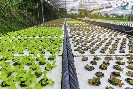 职业 环境 栽培 工人 花园 素食主义者 沙拉 成长 农场
