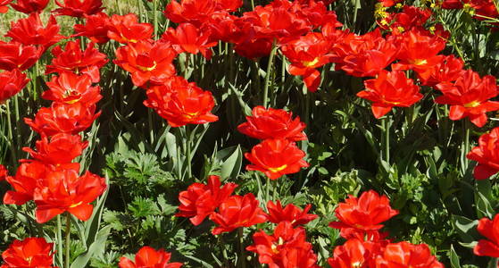开花 自然 公园 夏天 花园 春天 美丽的 颜色 花的 植物区系