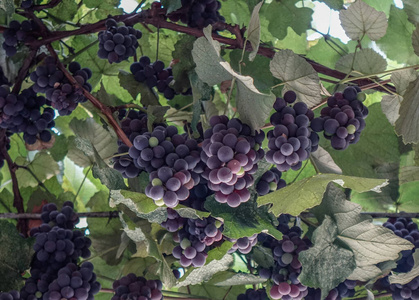酿酒 秋天 自然 收获 葡萄园 水果 农场 季节 夏天 葡萄栽培