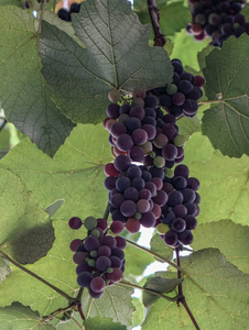 农业 地面 素食主义者 葡萄栽培 酒厂 乡村 生长 欧洲