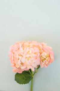 艺术 植物学 柔和的 庆祝 绣球花 美女 开花 礼物 颜色