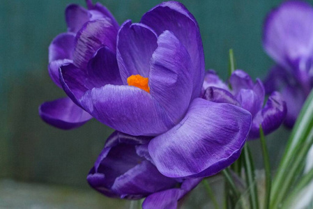 美丽的 植物 园艺 紫罗兰 特写镜头 花园 植物学 春天
