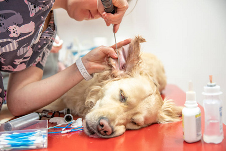 在兽医诊所检查狗的耳朵。变模糊