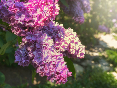 阳光下的丁香枝。春季花卉背景