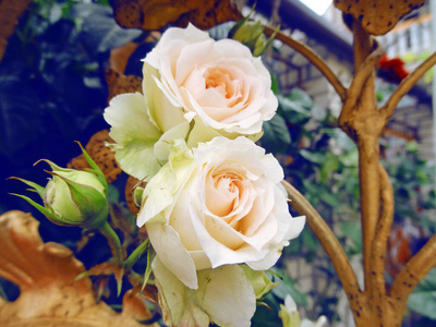 花的 美女 花园 花瓣 婚礼 玫瑰 花束 自然 礼物 植物