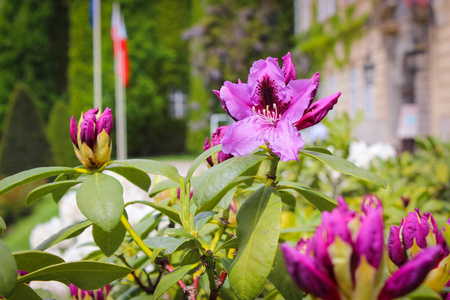 灌木 花束 春天 紫罗兰 花园 丁香花 颜色 浪漫 植物学