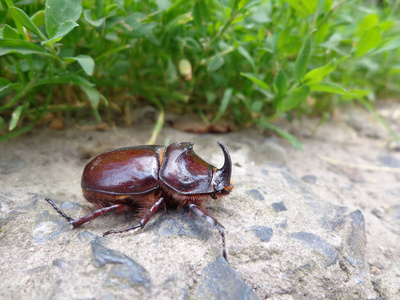 甲虫 缺陷 自然 野生动物 昆虫 动物 环境 特写镜头