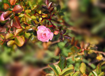 玫瑰 花园 春天 植物 花的 粉红色 花瓣 灌木 植物区系