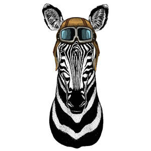 斑马肖像.野生动物的头.复古飞行员头盔和谷歌.照片