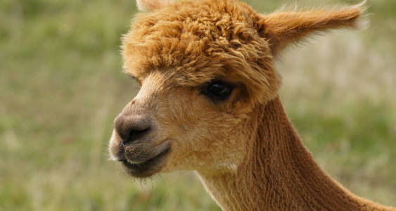 羊驼 嘴唇 头发 野生动物 可爱的 农场 大牧场 肖像 有趣的