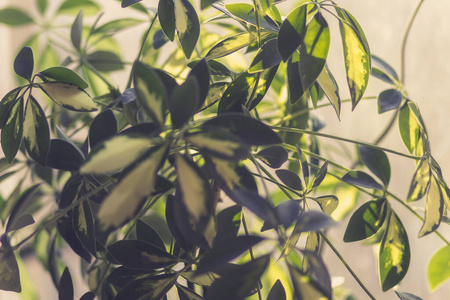 植物 环境 夏天 森林 太阳 植物区系 分支 花园 生长