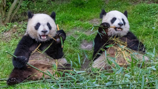 毛皮 哺乳动物 在一起 宠物 竹子 大熊猫 母亲 舌头 森林