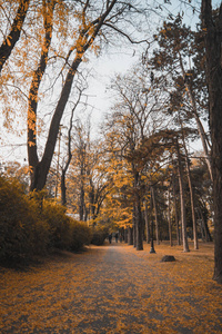 秋天 美丽的 森林 公园 颜色 旅行 食物 环境 木材 风景