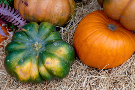 季节 领域 秋天 自然 市场 感恩节 收获 食物 落下 假日