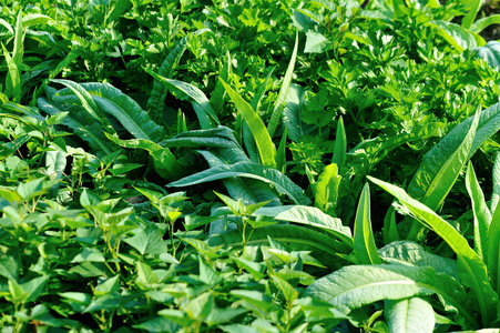 培养 生长 生产 乡村 生菜 美丽的 中国人 植物 花园