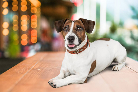 美丽的 有趣的 纯种 犬科动物 圣诞节 可爱极了 照相机